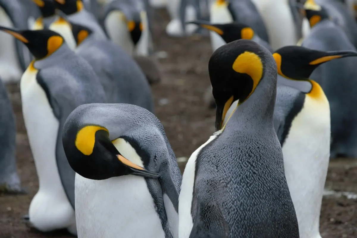 Pingüinos emperador sobre hielo marino antártico, tema central de la cumbre ATCM 48 en Hiroshima 2026.