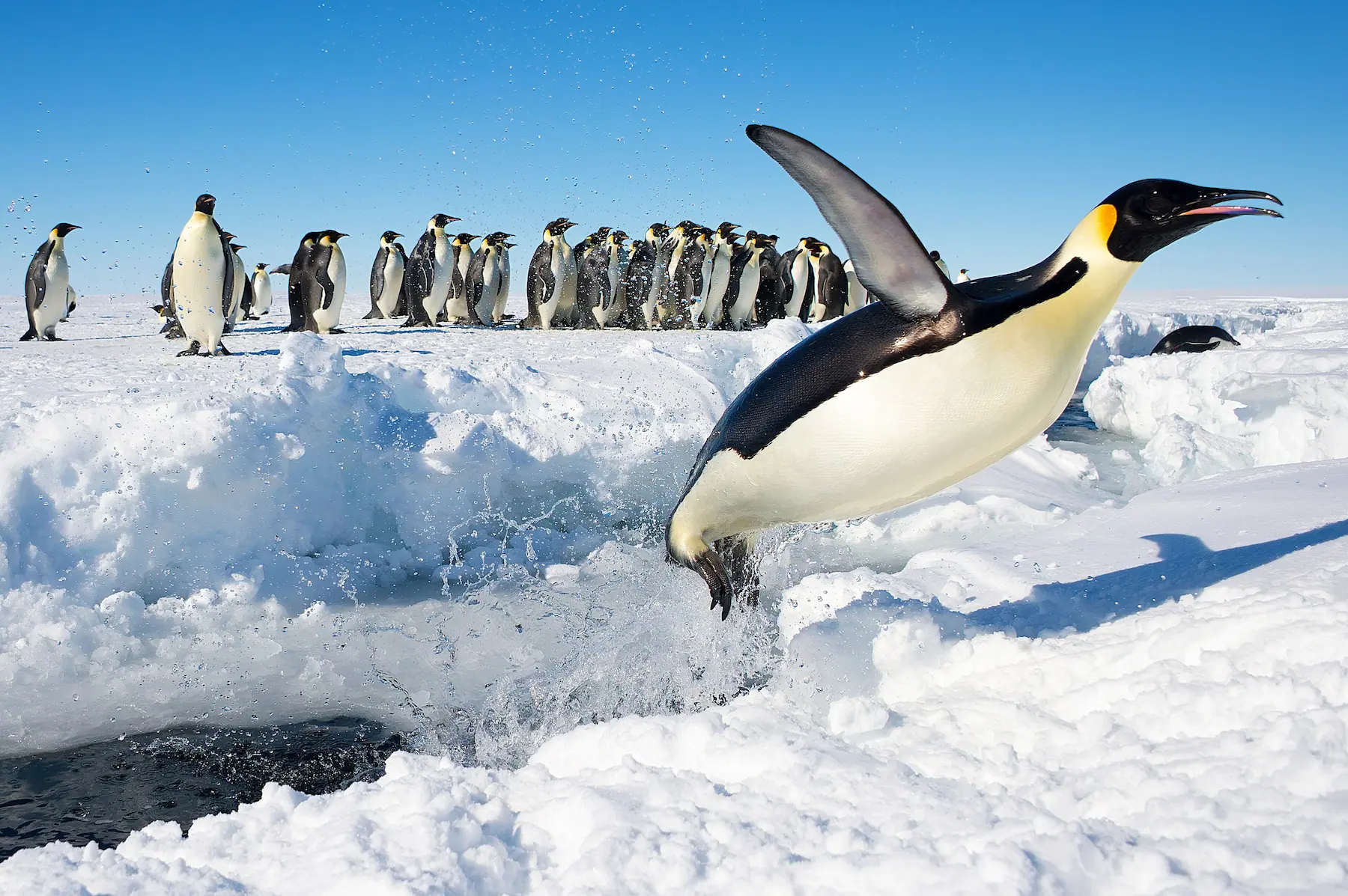 Pingüino emperador saltando del agua frente a una colonia sobre el hielo antártico.