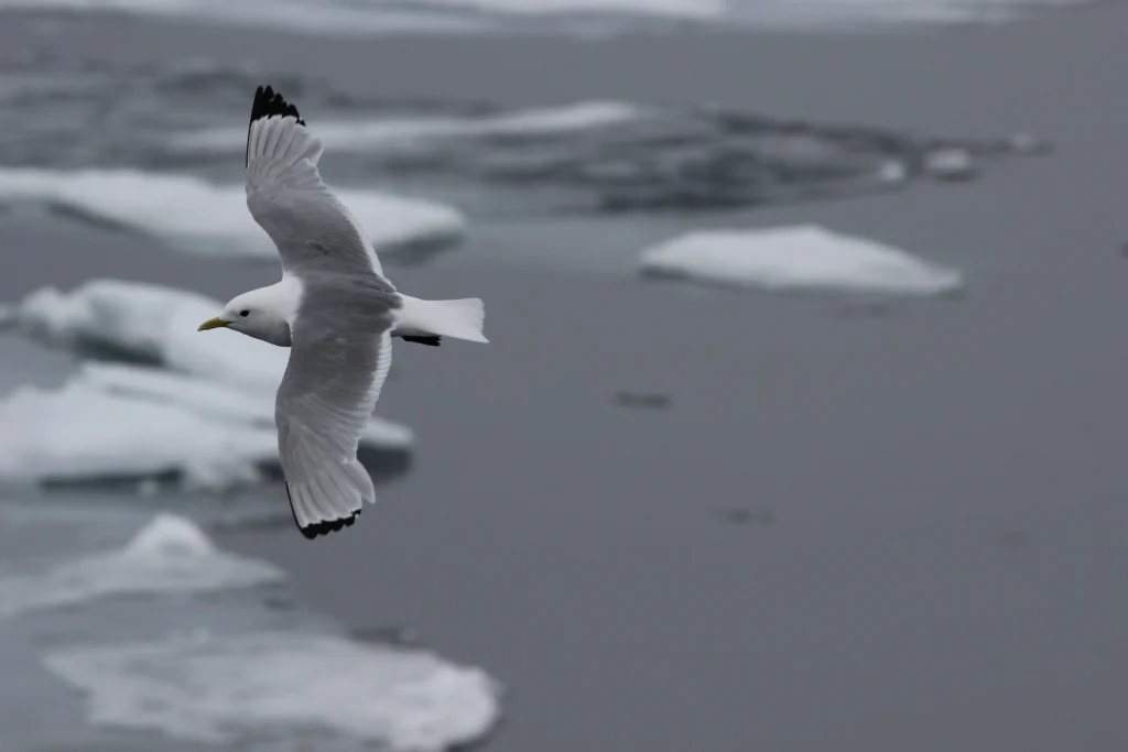 Gaviota sobrevolando el océano Ártico, ilustrando el impacto del deshielo en la red alimentaria y el ecosistema marino.